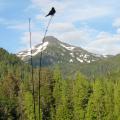 Swallow on the rod tip